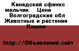 Канадский сфинкс мальчик  › Цена ­ 4 200 - Волгоградская обл. Животные и растения » Кошки   